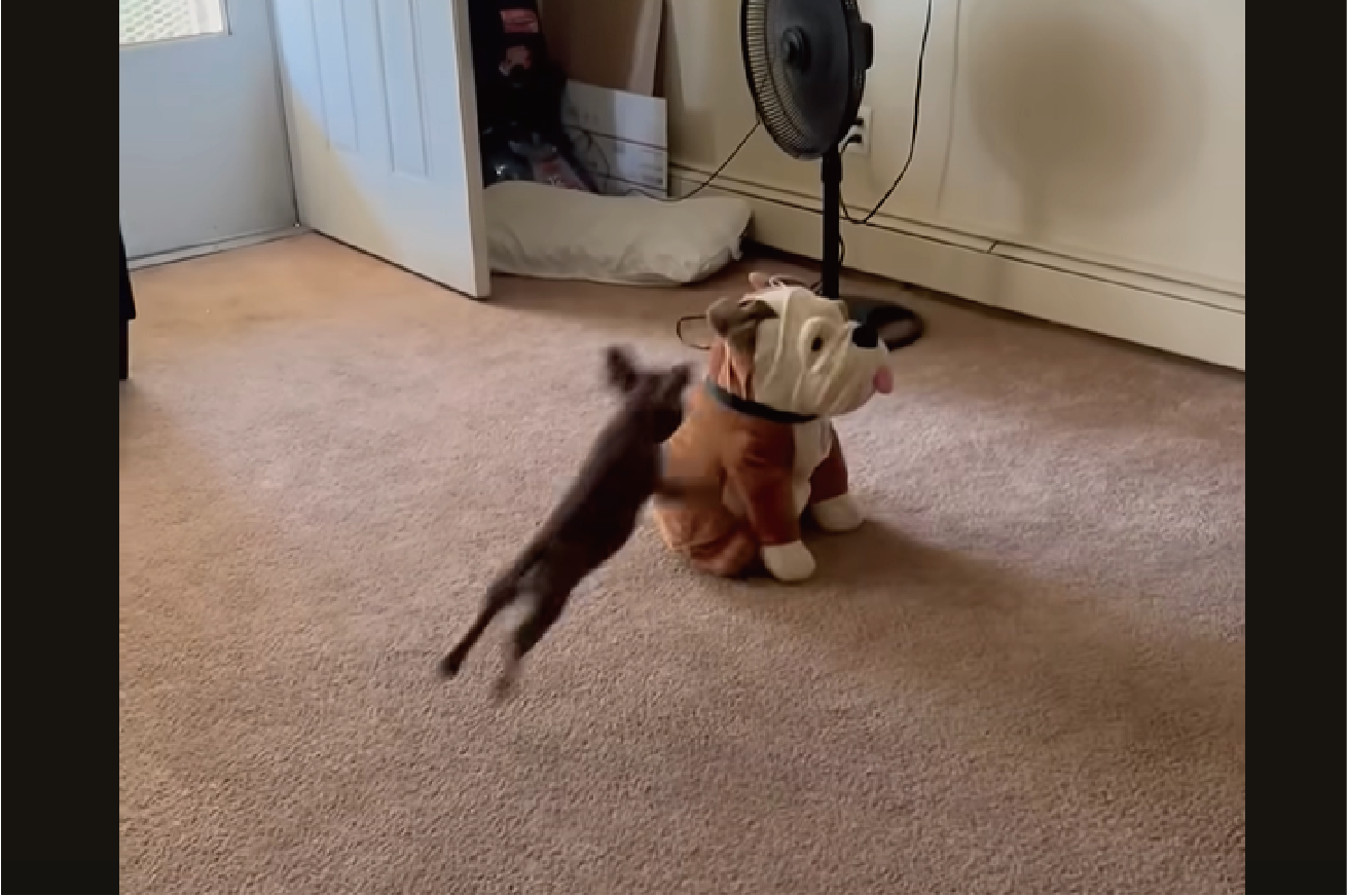 「一緒に遊ぼ!」と言ってるいる?子犬がブルドッグのぬいぐるみに全力で体当たり!【アメリカ・動画】