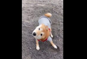 テクテク歩いてきた豆柴が柴ドリルを披露！「ドリルが激しすぎて足が浮いてる」「よろけるのがまたかわいい」