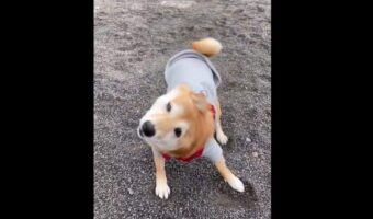 テクテク歩いてきた豆柴が柴ドリルを披露!「ドリルが激しすぎて足が浮いてる」「よろけるのがまたかわいい」