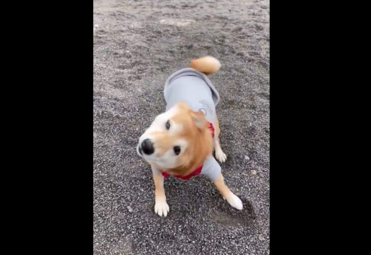テクテク歩いてきた豆柴が柴ドリルを披露！「ドリルが激しすぎて足が浮いてる」「よろけるのがまたかわいい」
