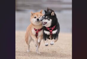 仲良しな柴犬たち！走る間も頬を寄せ合う姿が話題に「ウインク&ジャンプがかわいい！」「ほっぺが好きです」