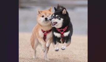 仲良しな柴犬たち！走る間も頬を寄せ合う姿が話題に「ウインク&ジャンプがかわいい！」「ほっぺが好きです」