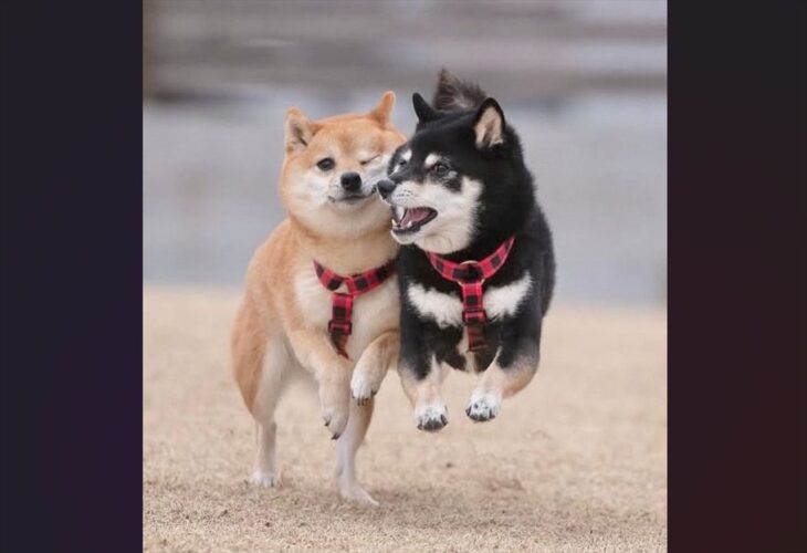 仲良しな柴犬たち！走る間も頬を寄せ合う姿が話題に「ウインク&ジャンプがかわいい！」「ほっぺが好きです」