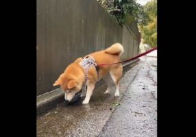 雨が降る中、遊び始めたおさんぽ中の柴犬が話題に「尻尾フリフリで楽しそう」「楽しいこと見つけちゃったね」