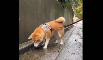 雨が降る中、遊び始めたおさんぽ中の柴犬が話題に「尻尾フリフリで楽しそう」「楽しいこと見つけちゃったね」