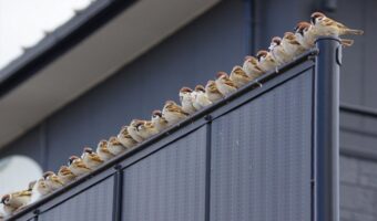 一列に並んだスズメの光景が話題に「こんなに集まっている姿を見られてうれしい」「スズメの学校」