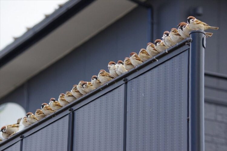 一列に並んだスズメの光景が話題に「こんなに集まっている姿を見られてうれしい」「スズメの学校」