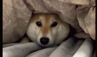 寝床を奪って満足気？布団の中にいる柴犬に反響「侵入犬発見！」「あたためてくれてるんだよね・・あれ、違う？！」