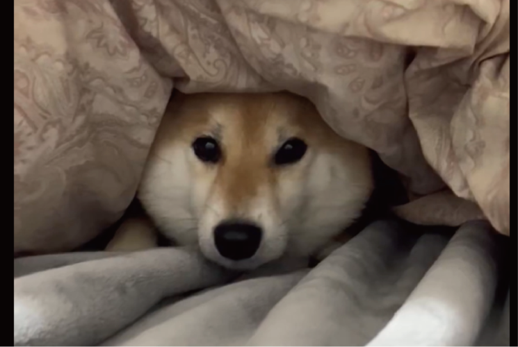 寝床を奪って満足気？布団の中にいる柴犬に反響「侵入犬発見！」「あたためてくれてるんだよね・・あれ、違う？！」