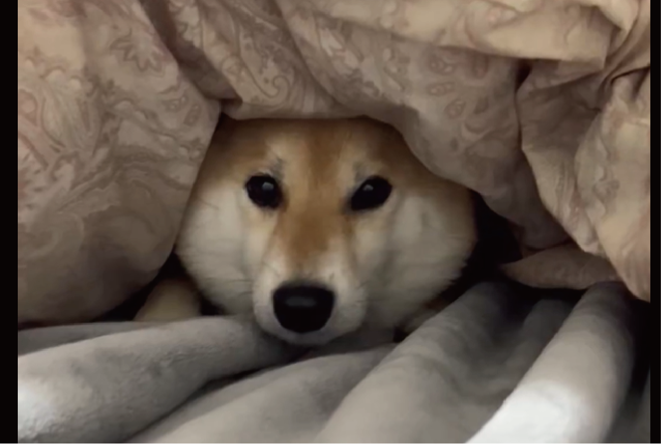 寝床を奪って満足気?布団の中にいる柴犬に反響「侵入犬発見!」「あたためてくれてるんだよね・・あれ、違う?!」