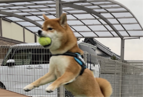 柴犬がジャンプした瞬間を激写！インパクトある1枚が話題に「芸術点の高い飛行」「足ピーンが綺麗すぎる！」