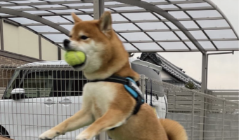 柴犬がジャンプした瞬間を激写！インパクトある1枚が話題に「芸術点の高い飛行」「足ピーンが綺麗すぎる！」