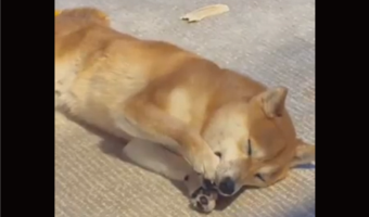 指しゃぶりならぬおててしゃぶり？豆柴の寝姿が話題に「ポップコーンの夢を見ていそう」「ばぶちゃん」