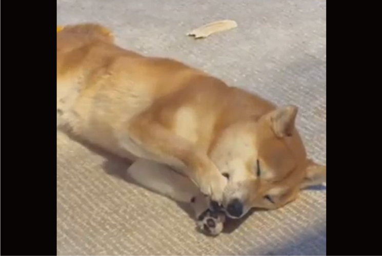 指しゃぶりならぬおててしゃぶり？豆柴の寝姿が話題に「ポップコーンの夢を見ていそう」「ばぶちゃん」