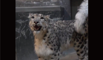 ユキヒョウはしっぽが気になって仕方がない？しっぽでわちゃわちゃする姿がかわいすぎる「ネコみたい」「もはやアニメ」