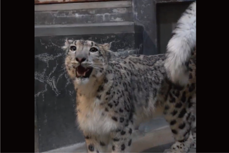 ユキヒョウはしっぽが気になって仕方がない？しっぽでわちゃわちゃする姿がかわいすぎる「ネコみたい」「もはやアニメ」