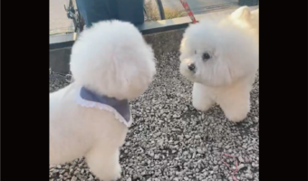 あんよふみふみ！嬉しい気持ちがあふれているビションフリーゼがかわいすぎる「うれしさの表現がかわいい」「めっちゃもふもふ」