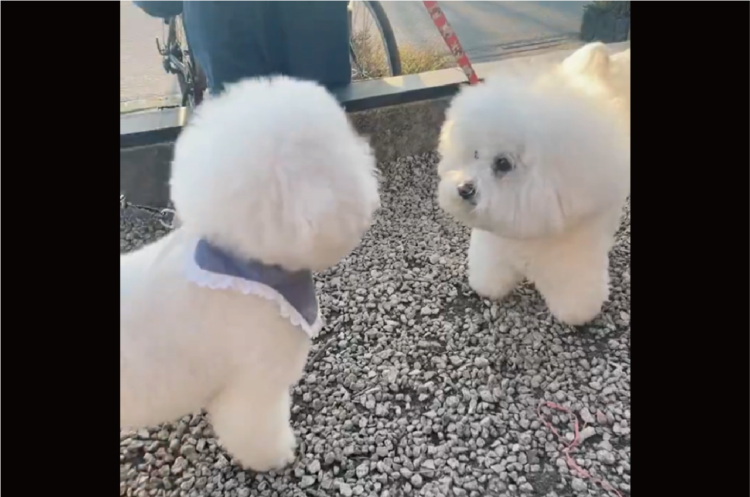 あんよふみふみ！嬉しい気持ちがあふれているビションフリーゼがかわいすぎる「うれしさの表現がかわいい」「めっちゃもふもふ」