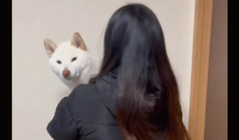 柴犬が揺れる飼い主さんに合わせてひょっこり！何度も顔を出すのがかわいすぎる「想像以上のひょっこり具合」「カメラに写りたいんだワン」