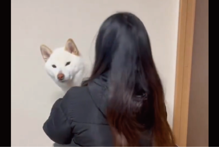 柴犬が揺れる飼い主さんに合わせてひょっこり！何度も顔を出すのがかわいすぎる「想像以上のひょっこり具合」「カメラに写りたいんだワン」