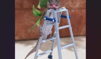 ハシゴを登るヤモリ。その姿がチャーミングだと反響「舌をぺろっと」「かわいさのアピールの仕方を分かってるね」