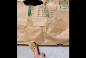 米袋を使ったネコとの遊びが話題に「逆モグラたたきみたい」「うちの子も喜びそう！早速やってみます」