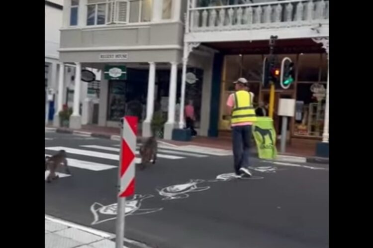 旗を振り歩行者のため交通整理をする誘導員。横断歩道を渡るのは・・、人間ではなくヒヒ！？【海外・動画】