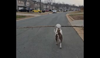 ご機嫌な後ろ姿。なが～い木の枝をくわえてルンルン歩くイヌがかわいい！【海外・動画】