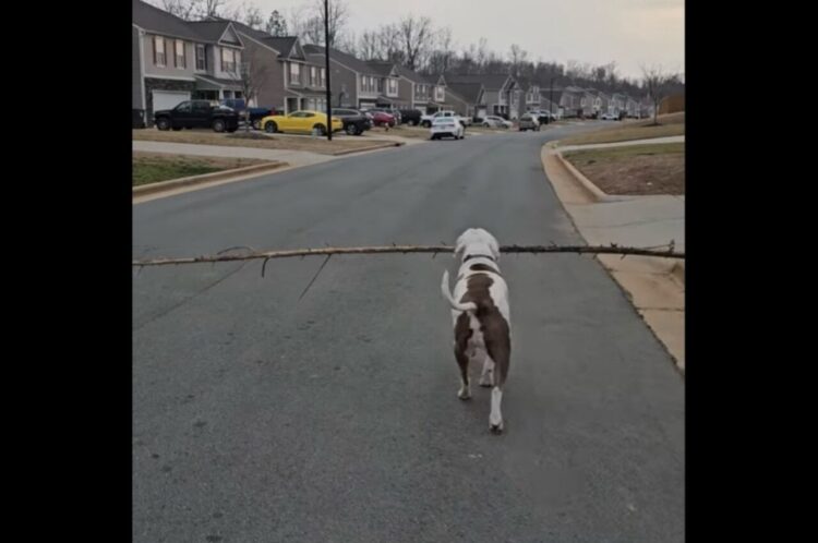 ご機嫌な後ろ姿。なが～い木の枝をくわえてルンルン歩くイヌがかわいい！【海外・動画】