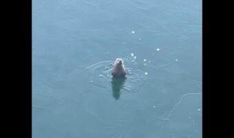 氷を割って頭を出すカワウソ。姿を消すと・・、氷を割り別の場所から再登場！？【アメリカ・動画】