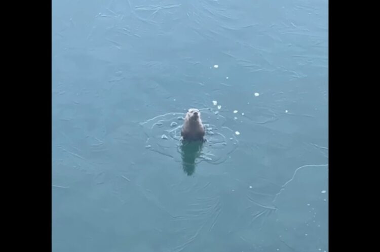 氷を割って頭を出すカワウソ。姿を消すと・・、氷を割り別の場所から再登場！？【アメリカ・動画】