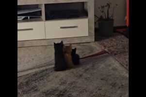 子猫たちが仲良く並んでテレビ鑑賞！ぴったりくっつく後ろ姿がかわいすぎる【海外・動画】