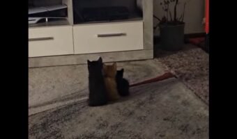 子猫たちが仲良く並んでテレビ鑑賞!ぴったりくっつく後ろ姿がかわいすぎる【海外・動画】