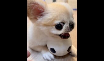 ボールは渡さない!チワワが強気なディフェンスでボールを死守!!【国内・動画】