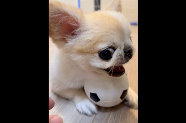 ボールは渡さない！チワワが強気なディフェンスでボールを死守！！【国内・動画】