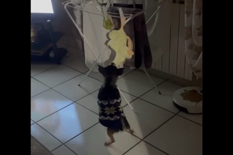 洗濯物の中にお気に入りのオモチャを発見！子犬の次の行動に驚き！！【海外・動画】