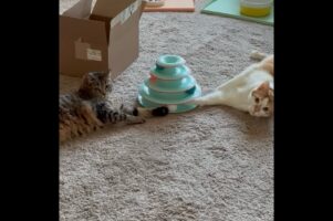 ボールタワーで同じボールを押し合っているからネコたち。「ニャンで？」という顔をされても・・【アメリカ・動画】