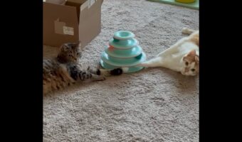 ボールタワーで同じボールを押し合っているからネコたち。「ニャンで?」という顔をされても・・【アメリカ・動画】