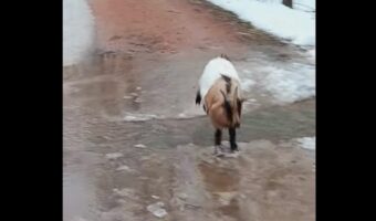 流れる水を飛び越えて避けようとしたヤギ。まさかのすってんころりんで気絶した!?【アメリカ・動画】