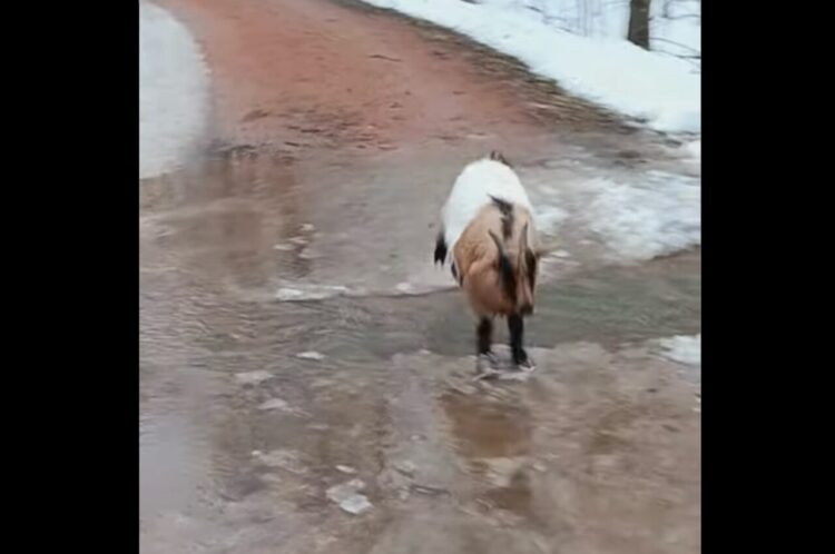 流れる水を飛び越えて避けようとしたヤギ。まさかのすってんころりんで気絶した！？【アメリカ・動画】