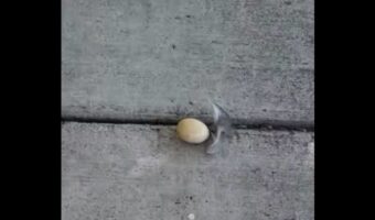 歩道に卵が落ちている？誰か買い物帰りに落としたのかと思えば・・道路を渡ろうとするニワトリが！？【アメリカ・動画】