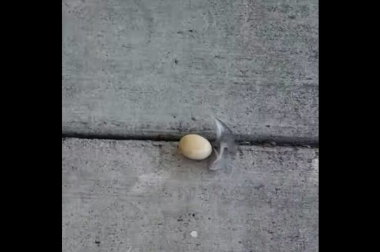 歩道に卵が落ちている？誰か買い物帰りに落としたのかと思えば・・道路を渡ろうとするニワトリが！？【アメリカ・動画】