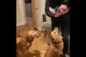 愛犬たちが赤ちゃんと初対面！ゴールデンレトリバーのほっこりリアクション【海外・動画】