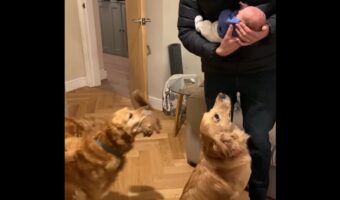 愛犬たちが赤ちゃんと初対面！ゴールデンレトリバーのほっこりリアクション【海外・動画】