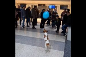 空港で一番はしゃいでる？全力で風船遊びを楽しむイヌの姿にみんな笑顔！！【海外・動画】