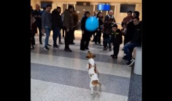 空港で一番はしゃいでる?全力で風船遊びを楽しむイヌの姿にみんな笑顔!!【海外・動画】