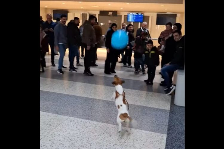 空港で一番はしゃいでる？全力で風船遊びを楽しむイヌの姿にみんな笑顔！！【海外・動画】