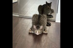 どんどん身を低くしていくネコ。どこまで頭を下げるの！？【アメリカ・動画】
