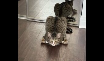 どんどん身を低くしていくネコ。どこまで頭を下げるの!?【アメリカ・動画】