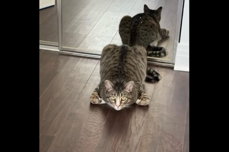 どんどん身を低くしていくネコ。どこまで頭を下げるの！？【アメリカ・動画】